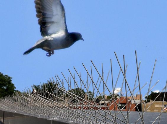 Bird & Pigeon Spikes in Kerala