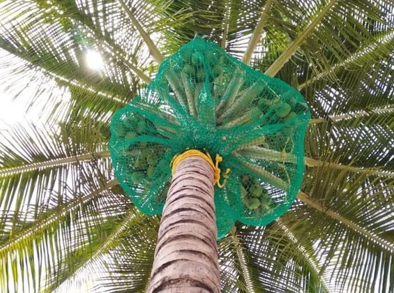 Coconut Tree Safety Nets in Kerala | Call 7676451422 For Price