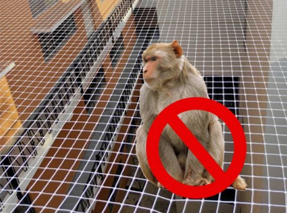 Monkey Safety Nets in Kerala | Call 7676451422 For Nets Fixing