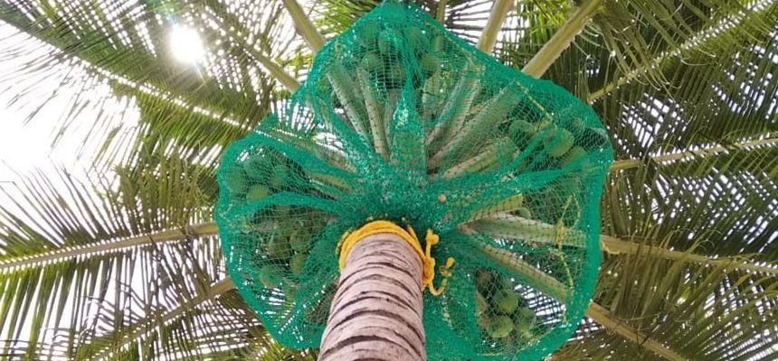 Coconut Tree Safety Nets in Kerala | Call 7676451422 For Price